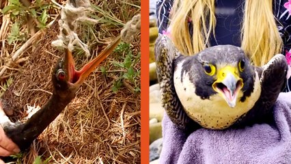 Woman Carries Injured Falcon Up A Cliff