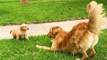 Dogs Have The Best Reactions To Meeting Their Puppy Siblings