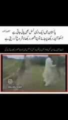Donkey reaction after looking Mirror