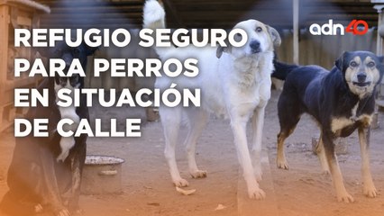 Fundación "Pro Defensa Animal" Refugio a los lomitos en situación de calle
