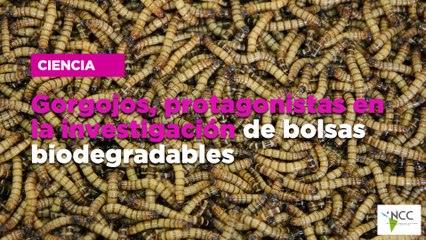 Gorgojos, protagonistas en la investigación de bolsas biodegradables