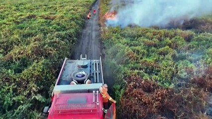 Pantanal registra recorde de incêndios em junho, antes da estação seca