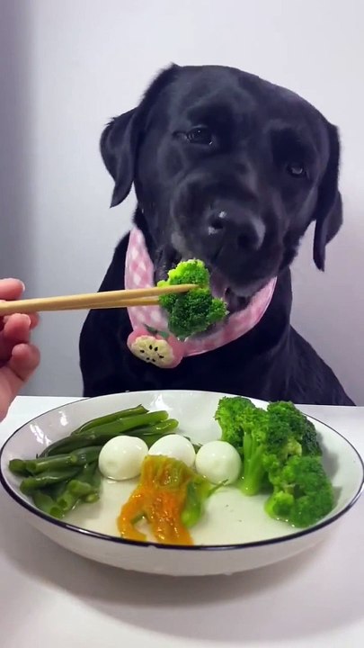 Big Boy ASMR Mukbang #shortsfeed #shorts #trending #dog #asmr #mukbang