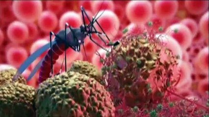 DEYALSINGH: NO MALARIA OUTBREAK IN T&T