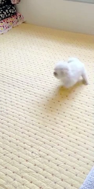 Pretty much more sweet pet 