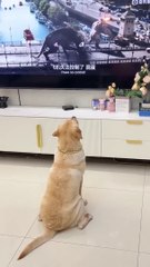 The dog was fascinated by the animal illustrated book while watching the movie