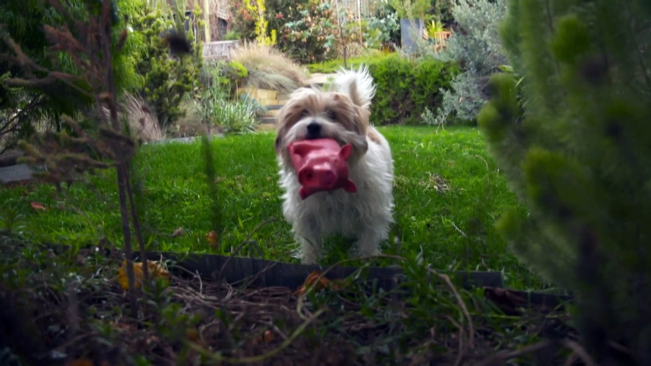 Tasmanian Liberals propose bill to allow pets in rentals, but industry insider predicts landlords will push back