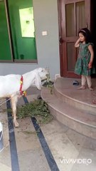 Irha and azhan with eid bakra _eid _eidmubarak _eid2024 _foryou _foryourpage _trendingshorts _kids(720P_HD)