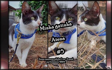 Minha Gatinha Atena (Animais de Estimação) - #5
