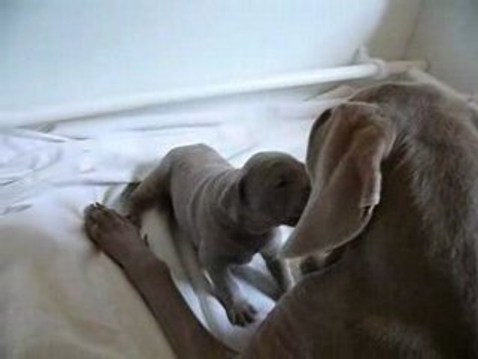 Petit Secret de lune (bis)