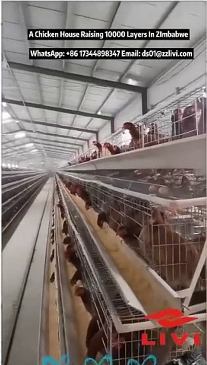 A Chicken House Raising 10000 Layers In ZImbabwe Using Livi Poultry Battery Cage System