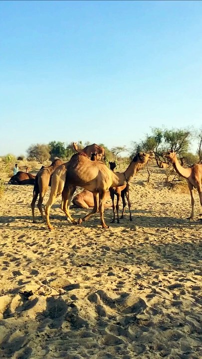 Amazing Camel life