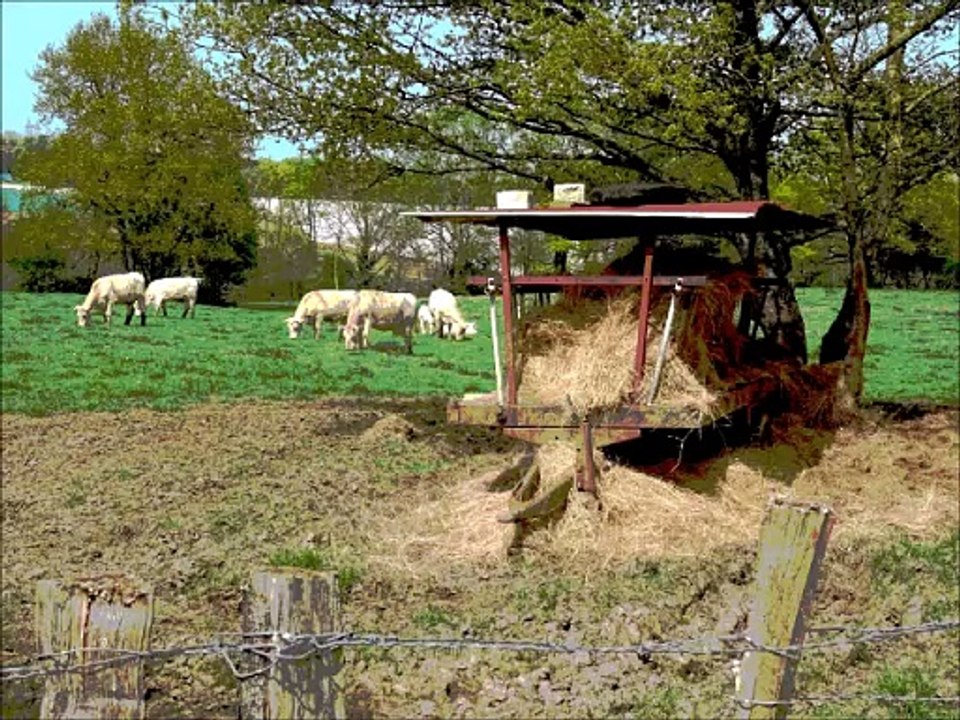Animaux de la ferme (montage artistique)