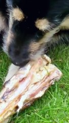 कुत्ता और हड्डी की कहानी