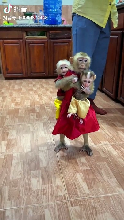 Cute baby monkey