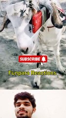 Bakra funny shorts video #funny #shorts