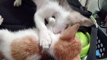 QUICK and annoying friend?
