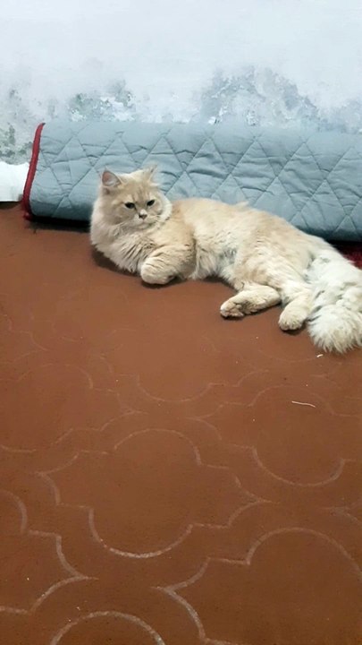 Cute Cat thinking about wild Cats