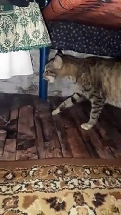 Cats fight for territory