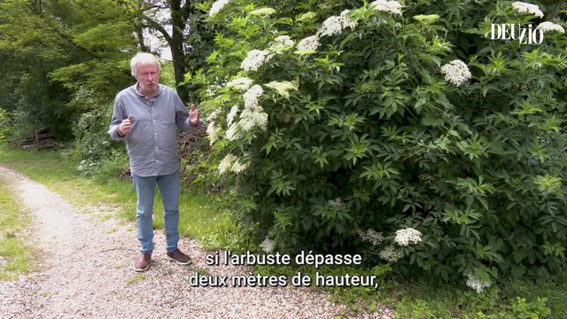 Travaux du jardin - 22 juin 2024 - Le sureau