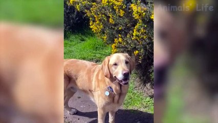 Funniest Animal Videos  - Best Cats and Dogs Moments 2024