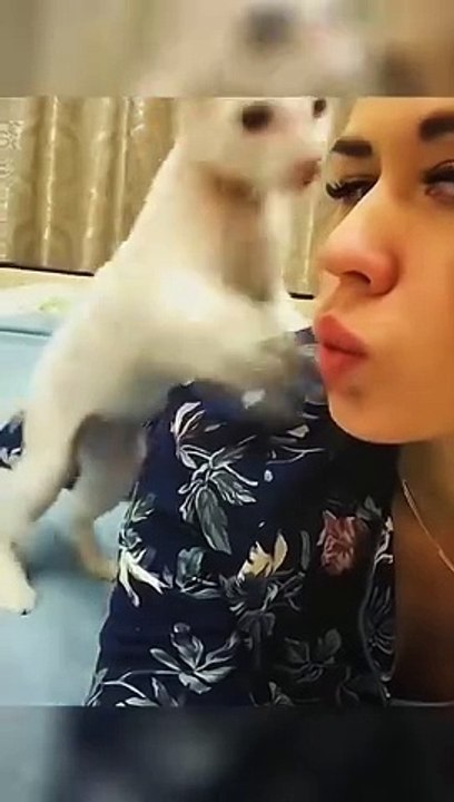 Hyper Cat with humans