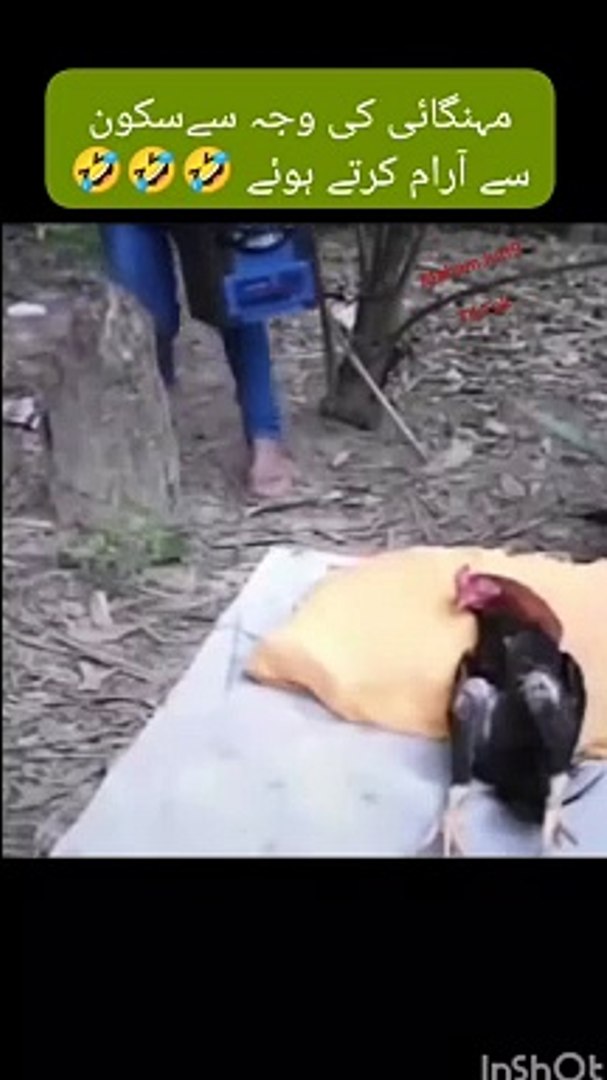 Funny video funny funny