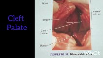 Clinical anatomy/embryology