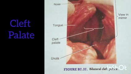 Clinical anatomy/embryology