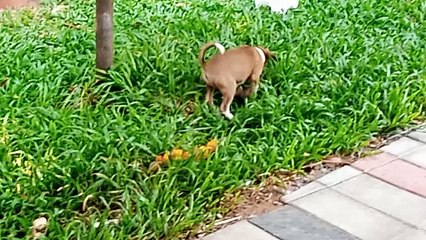 Puppy Enjoying Summer on the coolness of grass