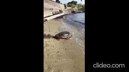 La tartaruga tenta di nidificare sulla spiaggia di Agnone Cilento