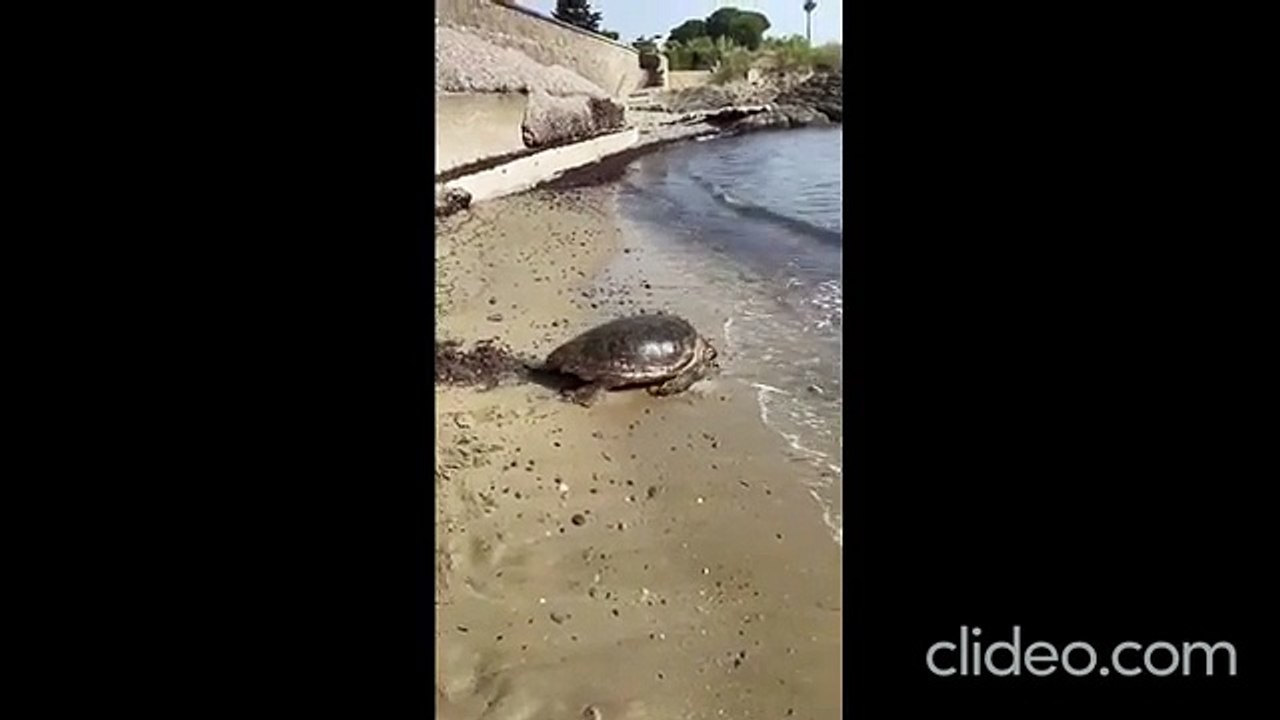 La tartaruga tenta di nidificare sulla spiaggia di Agnone Cilento