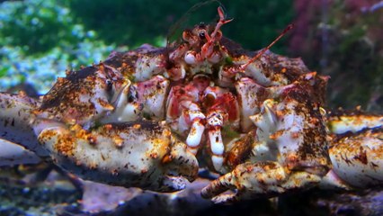 This Is The STRANGEST Deep Sea Creature Alive