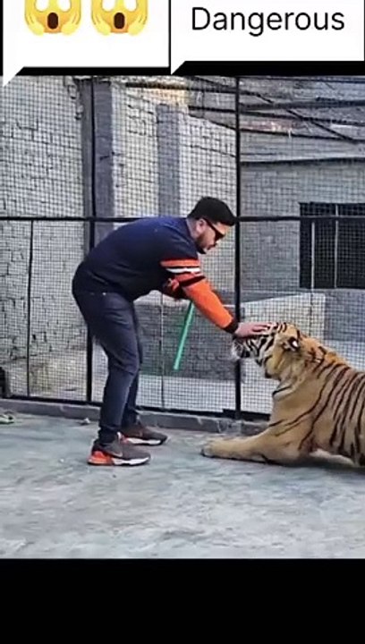 Tiger try to attack on his master