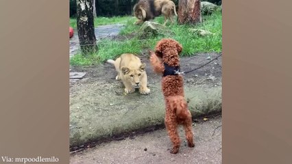 Size doesn't matter, buddy! New Funny Animals videos