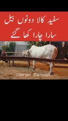 Dono Bail Sara Chara Kha Gai