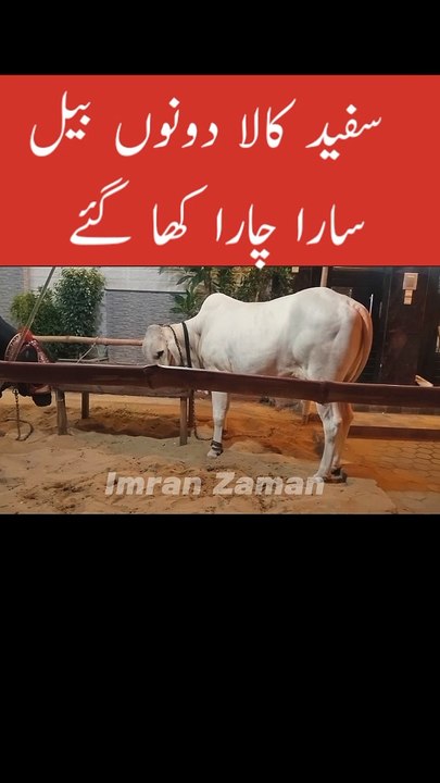 Dono Bail Sara Chara Kha Gai
