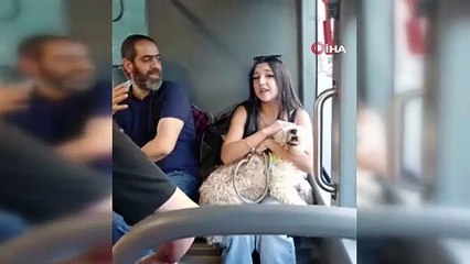 Otobüste ağızlıksız köpek nedeniyle yolcular arasında tartışma çıktı