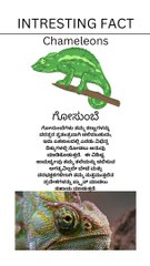 1000053316 Chameleons - ಗೋಸುಂಬೆಗಳು