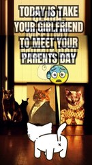 HILARIOUS CAT MEME