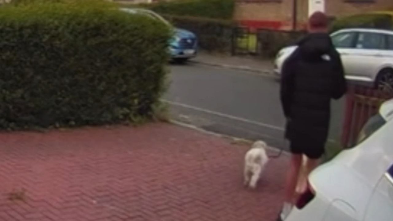 Battling the birds: Young boy struggles against aggressive seagulls