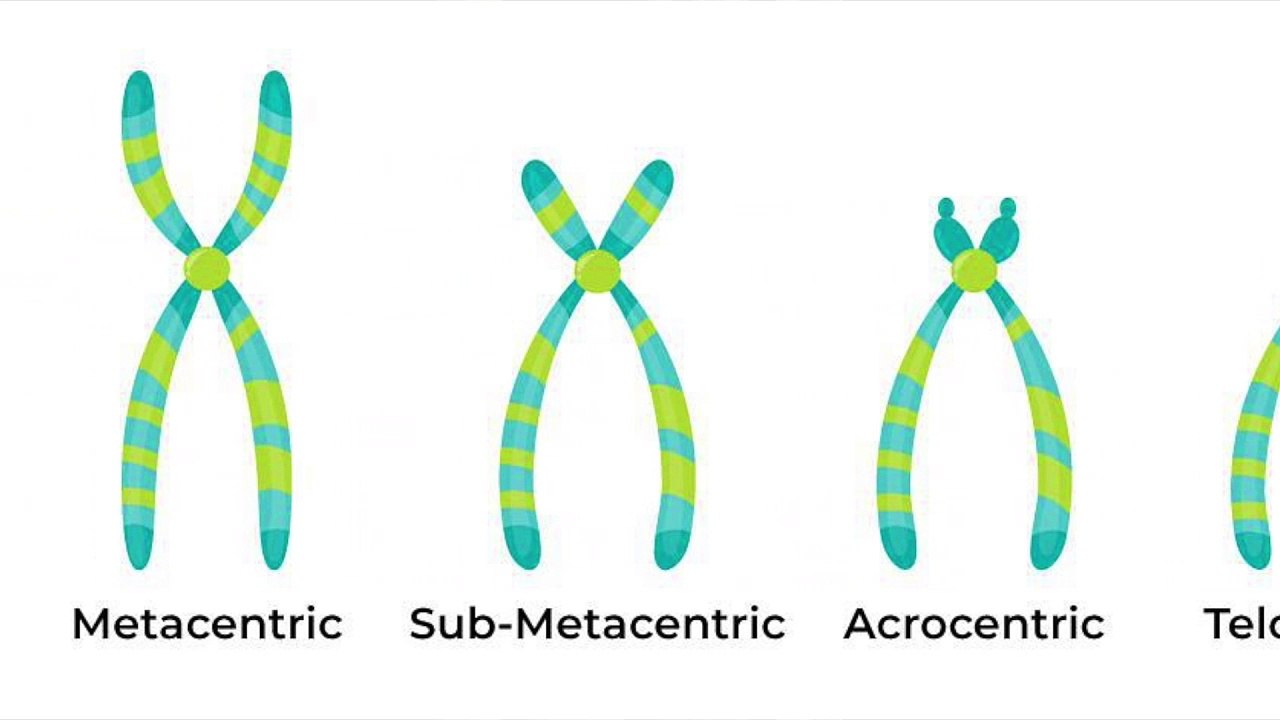 Karyotyping and its procedure