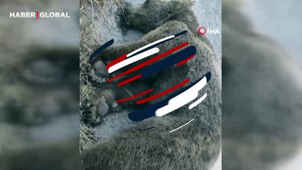 Karşıdan karşıya geçmek isteyen ayıya araba çarptı