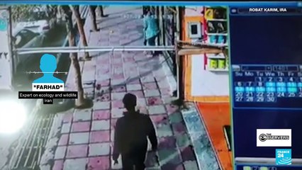 Fatal dog attacks in Iran; rare video of Indonesian "uncontacted" tribe  (22/6/2024)