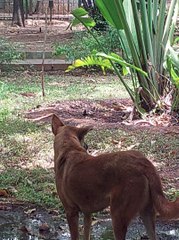 Dog will searching something