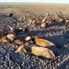 23 Horses bravely overcome all challenges