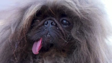 美 가장 못생긴 개 선발 대회...8살 페키니즈가 1위 / YTN