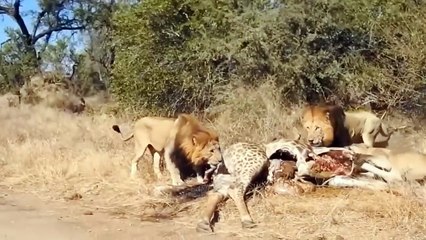 Mother's Power ! Giraffe Alone Defeats A Herd Of Lions - Painful Ending For The Lions Of Gluttony|قوة الأم! الزرافة وحدها تهزم قطيع الأسود - نهاية مؤلمة لأسود الشراهة|मातृशक्ति! जिराफ़ ने अकेले ही शेरों के झुंड को हरा दिया - लोलुपता के शेरों का दर्दनाक अं