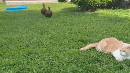 Mean ducks turn up their audacity to 11 and attack a nice cat