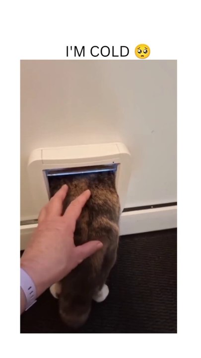 Ultimate Funny Cat Video Compilation!